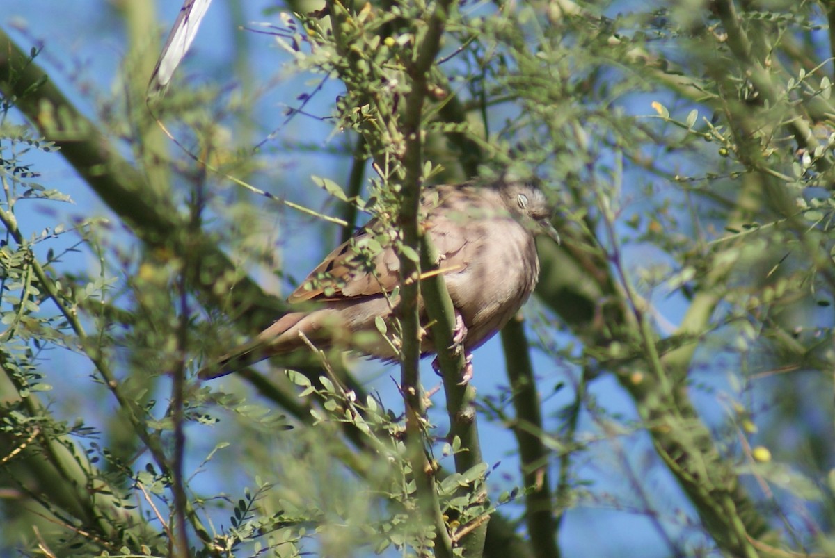 Ruddy Ground Dove - ML530548861