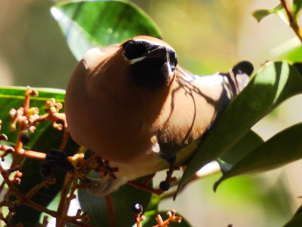 Cedar Waxwing - ML530549771