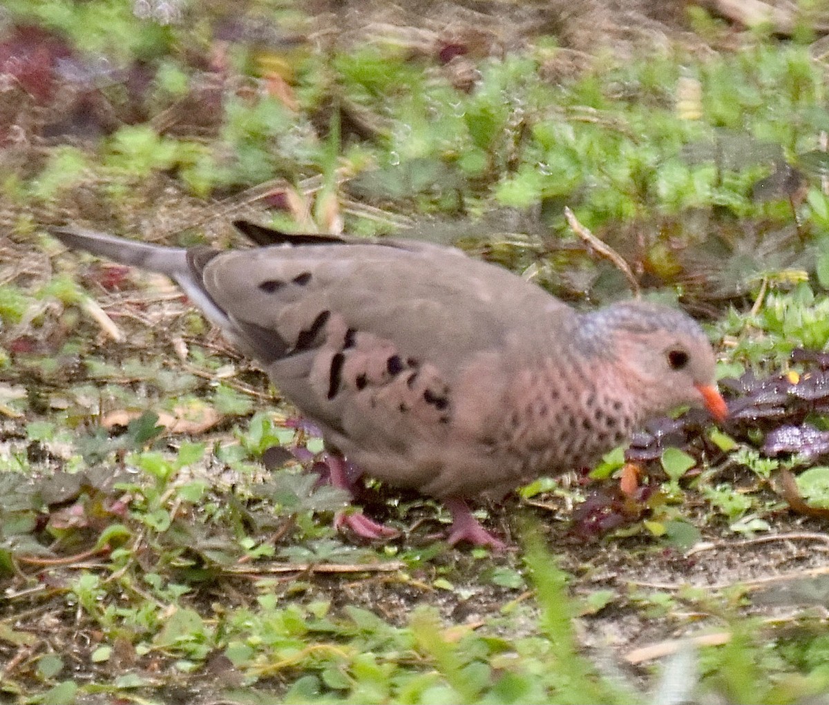 Common Ground Dove - ML530550481