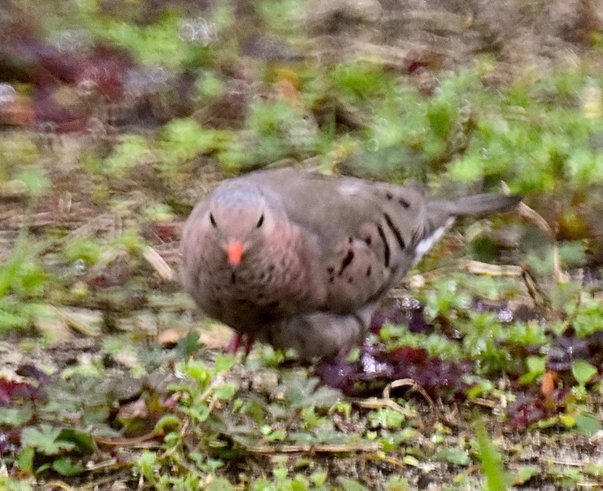 Common Ground Dove - ML530550491