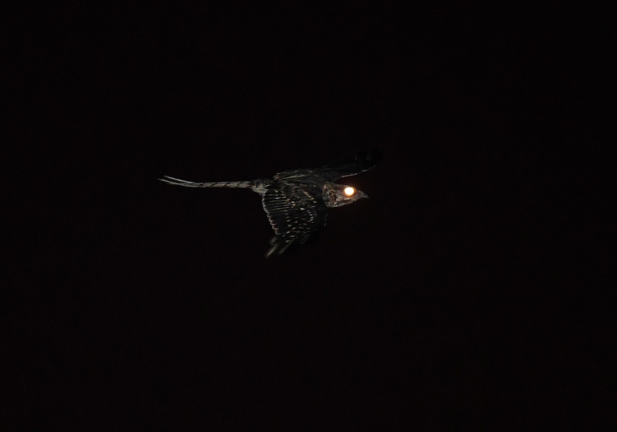 Scissor-tailed Nightjar - ML530551091