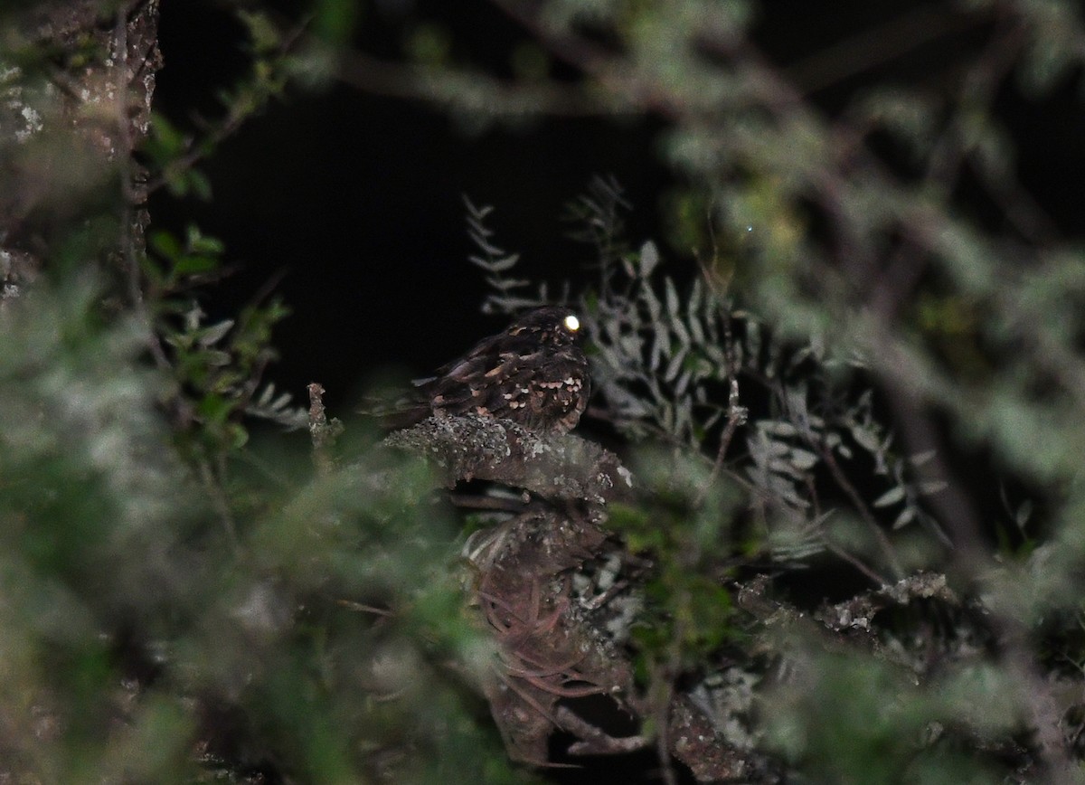 Little Nightjar - Joshua Vandermeulen