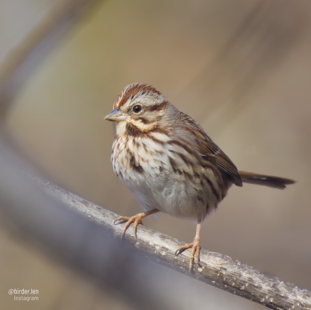 Song Sparrow - ML530551691