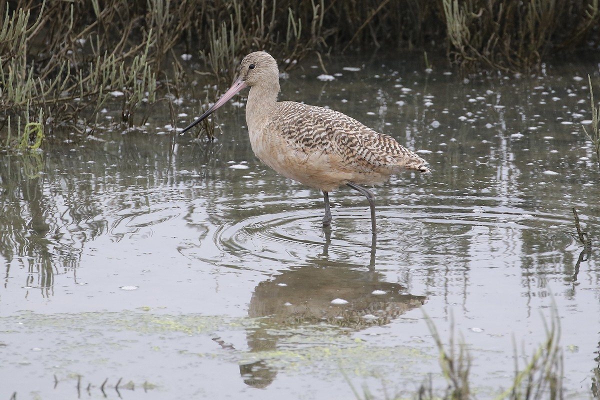 Marbled Godwit - Lisa Carol Wolf