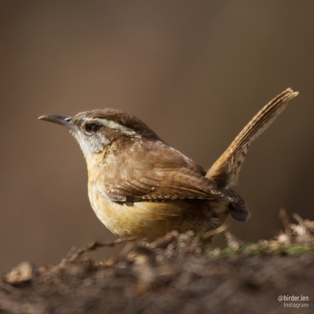 Carolina Wren - ML530552361