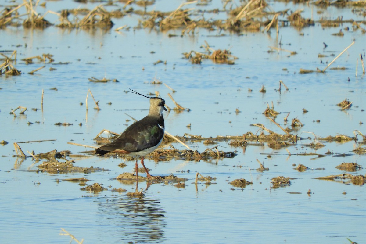 Northern Lapwing - Jorge Juan Rueda