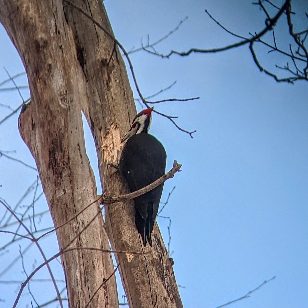 Pileated Woodpecker - ML530554091