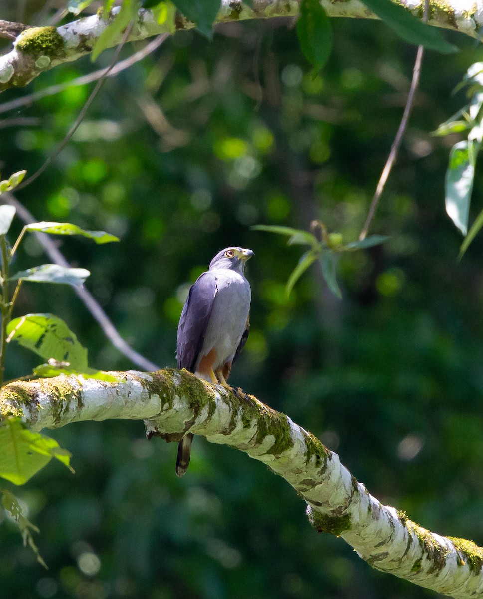 Rufous-thighed Kite - ML530554371