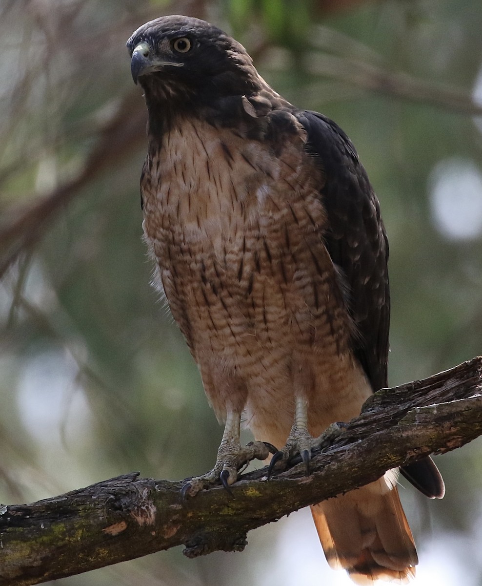 Red-tailed Hawk - ML530554731