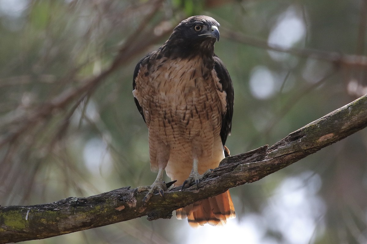 Red-tailed Hawk - ML530554741