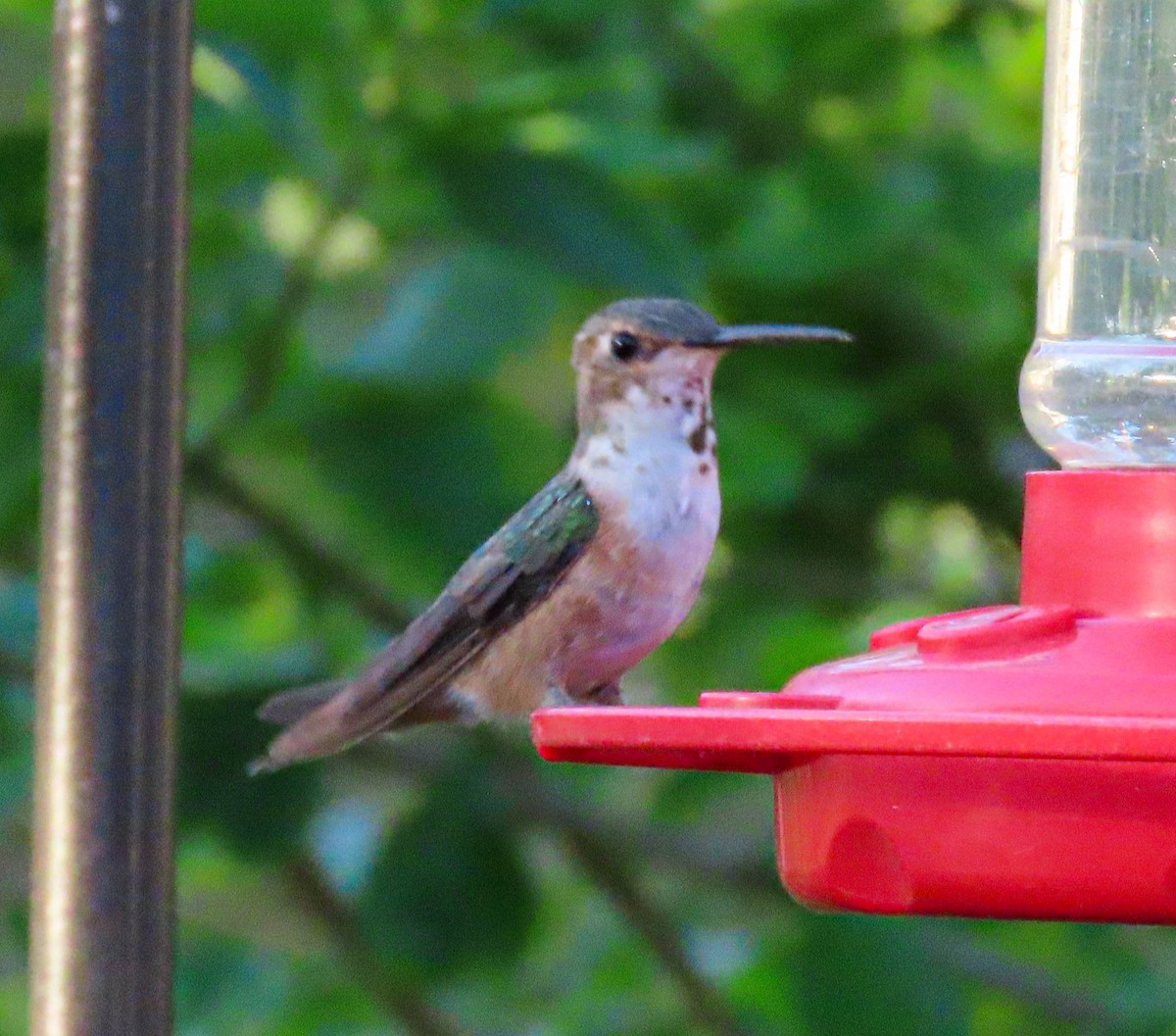 Rufous/Allen's Hummingbird - Tira Overstreet