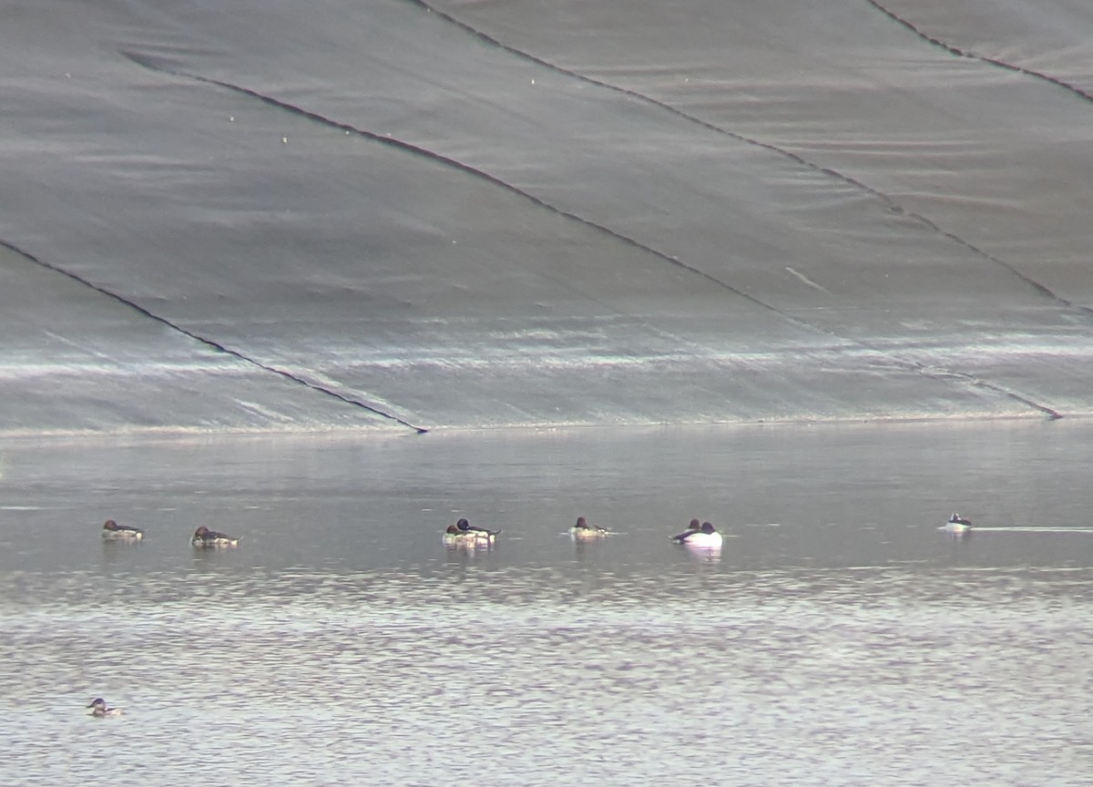 Common Goldeneye - ML530555751