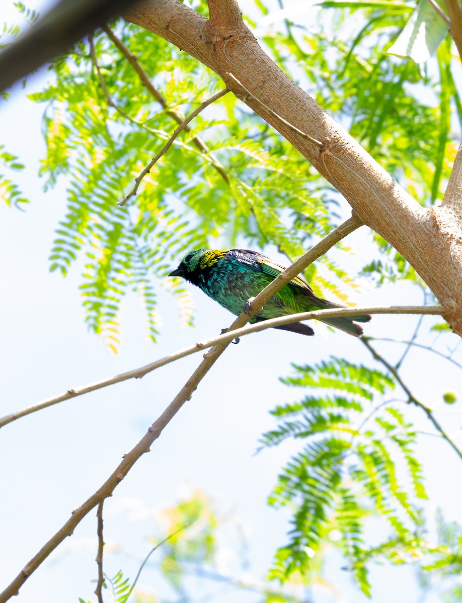 Green-headed Tanager - ML530555961