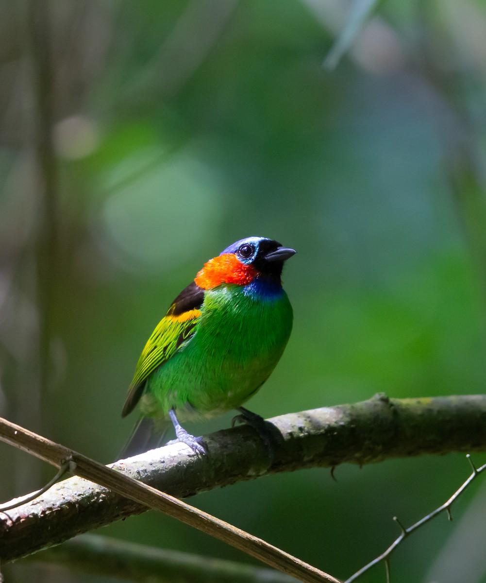 Red-necked Tanager - ML530556121