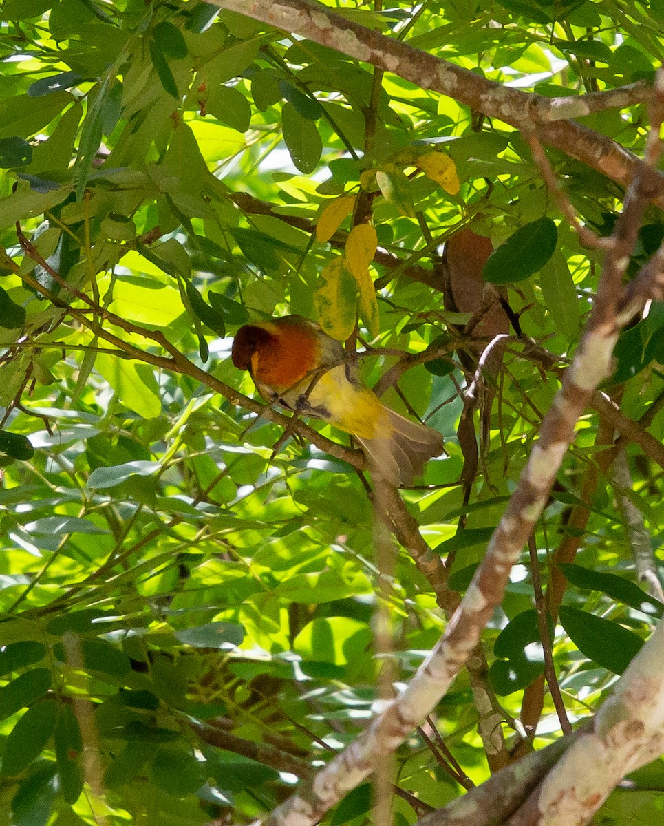 Rufous-headed Tanager - ML530556281