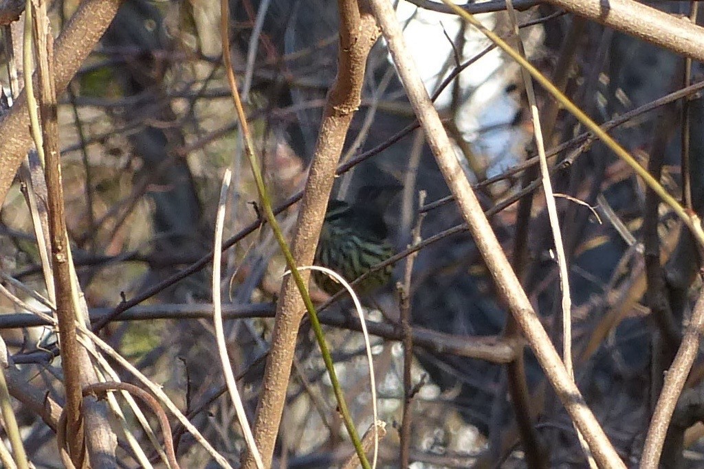 Northern Waterthrush - ML530557421