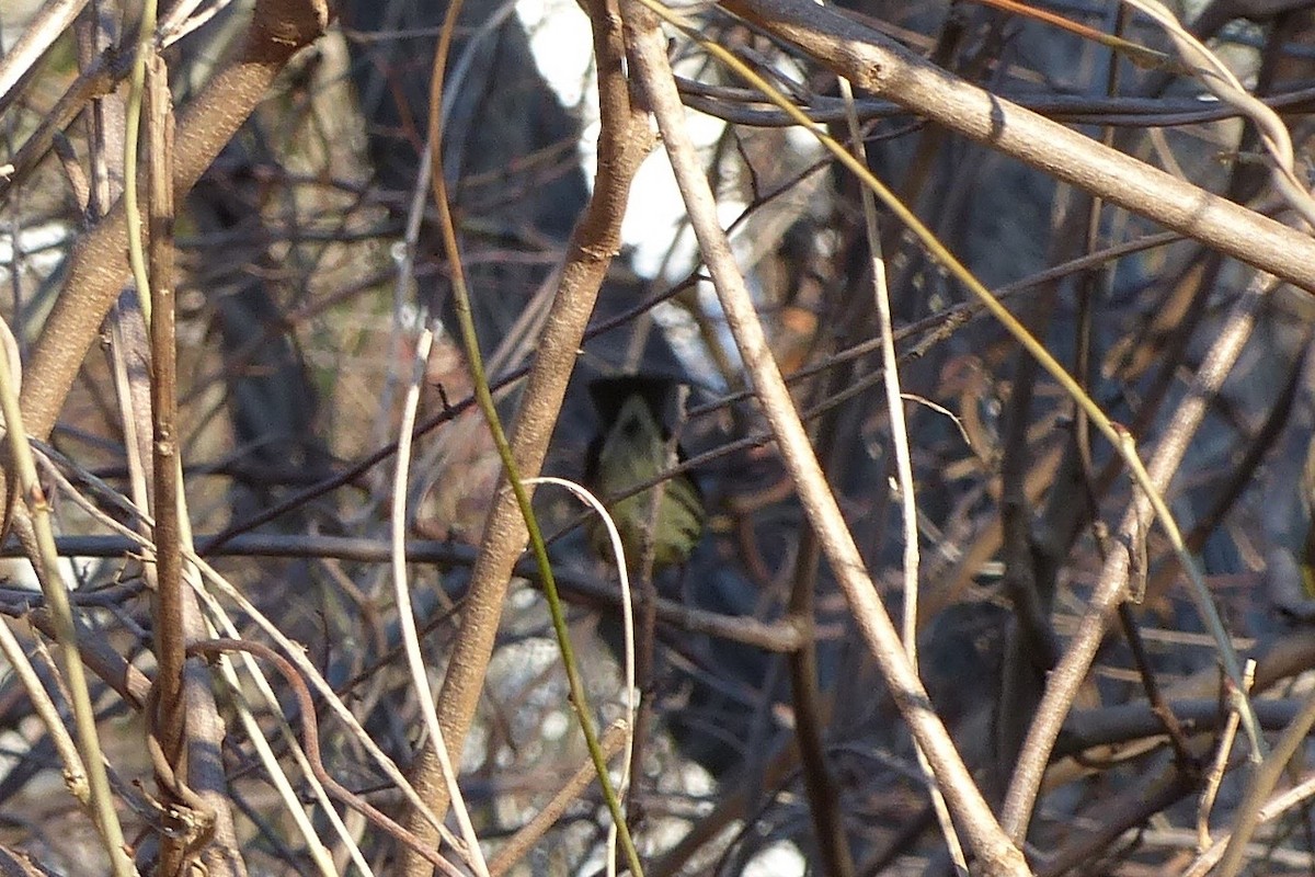 Northern Waterthrush - ML530557431