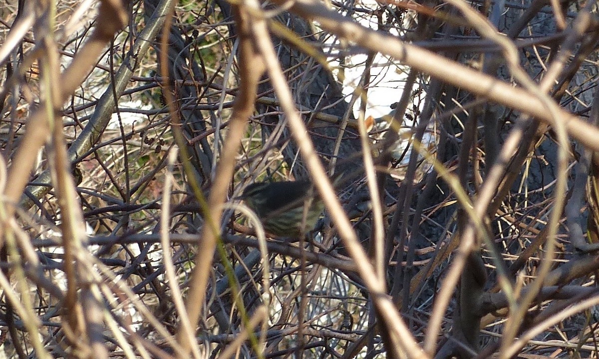 Northern Waterthrush - ML530557441