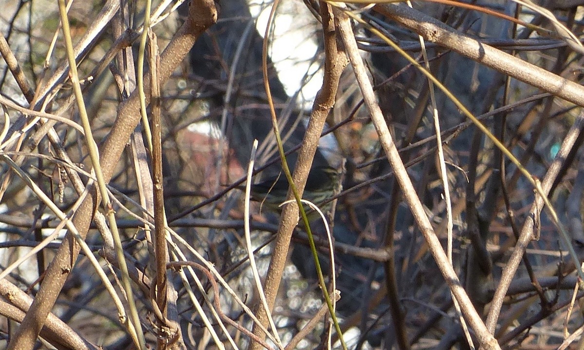 Northern Waterthrush - ML530557451