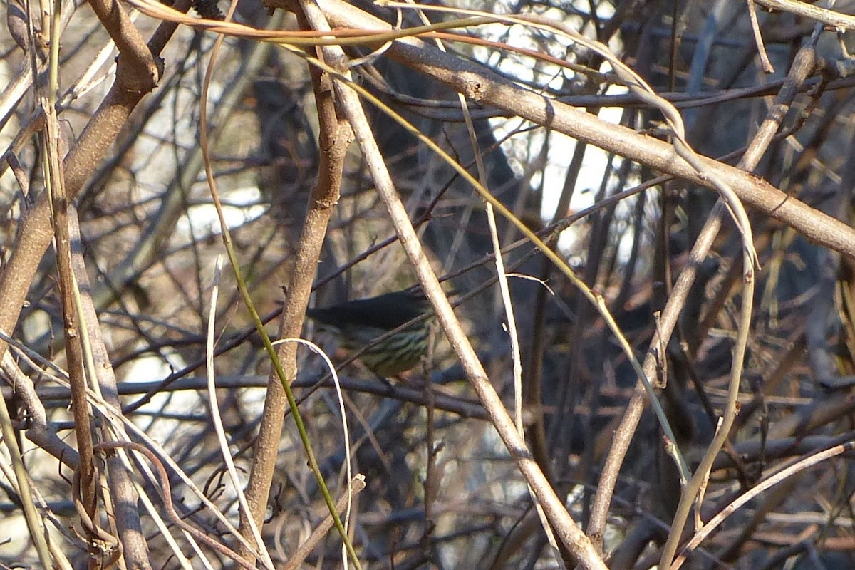 Northern Waterthrush - ML530557461