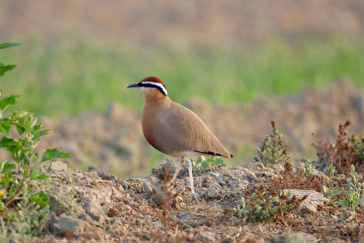 Indian Courser - ML53055831