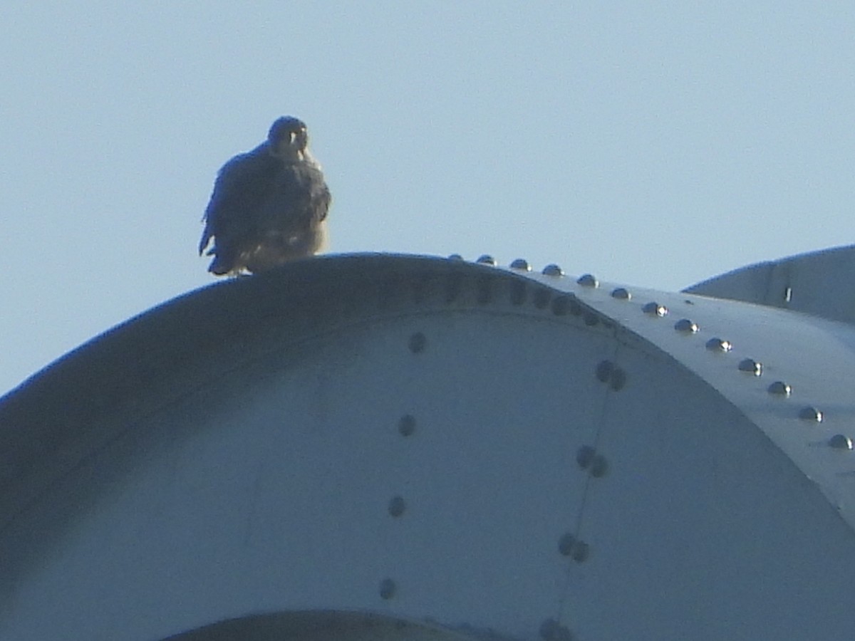 Peregrine Falcon - ML530558581