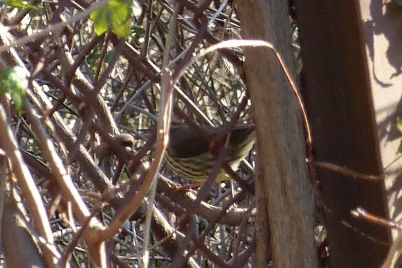 Northern Waterthrush - ML530558701