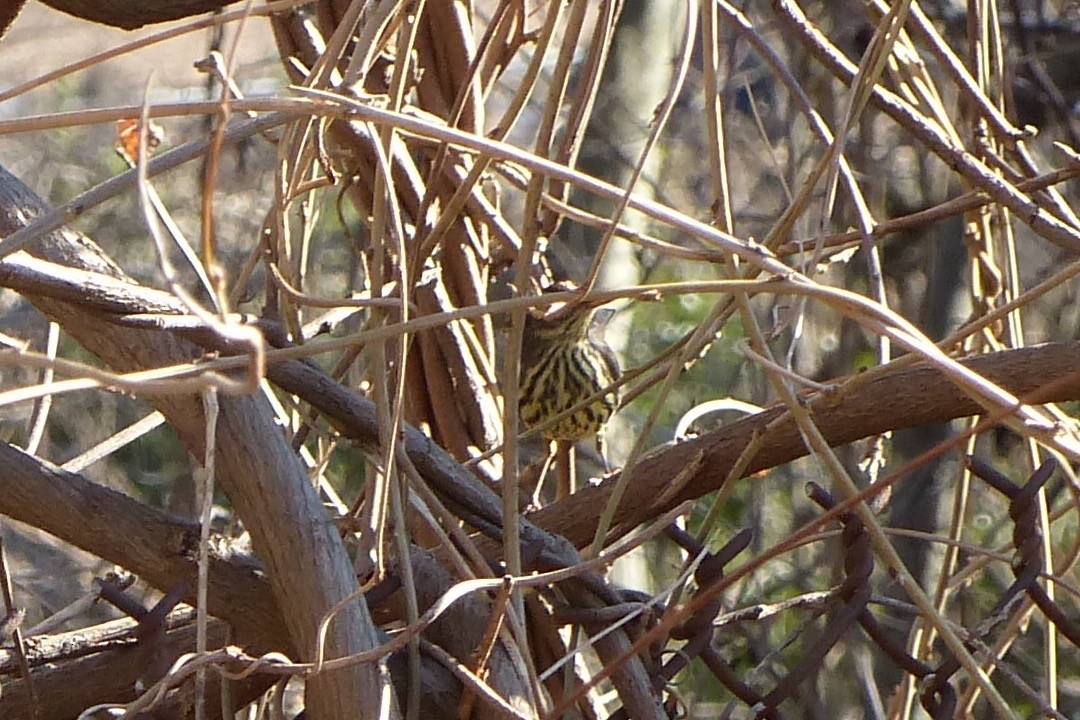 Northern Waterthrush - ML530558711