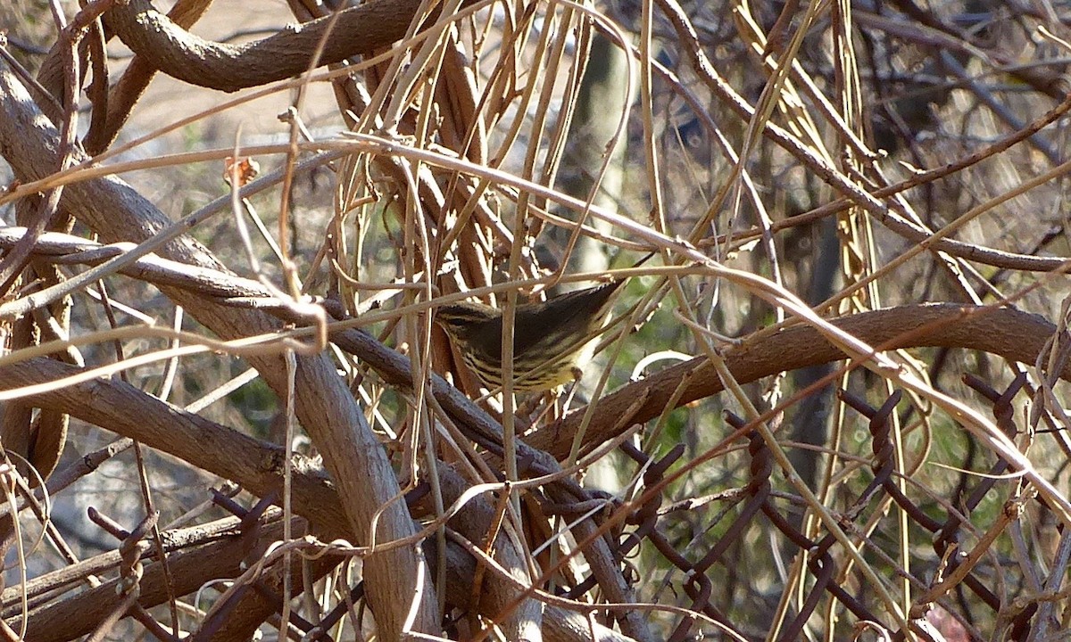 Northern Waterthrush - ML530558731