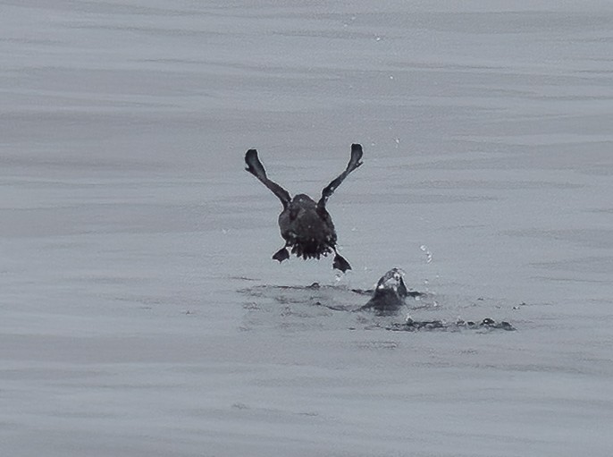 Cassin's Auklet - ML530559681