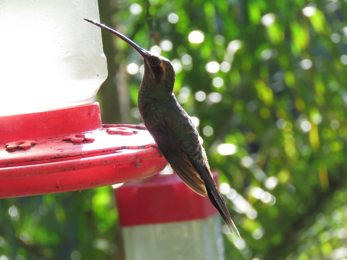 White-whiskered Hermit - Bryant Olsen