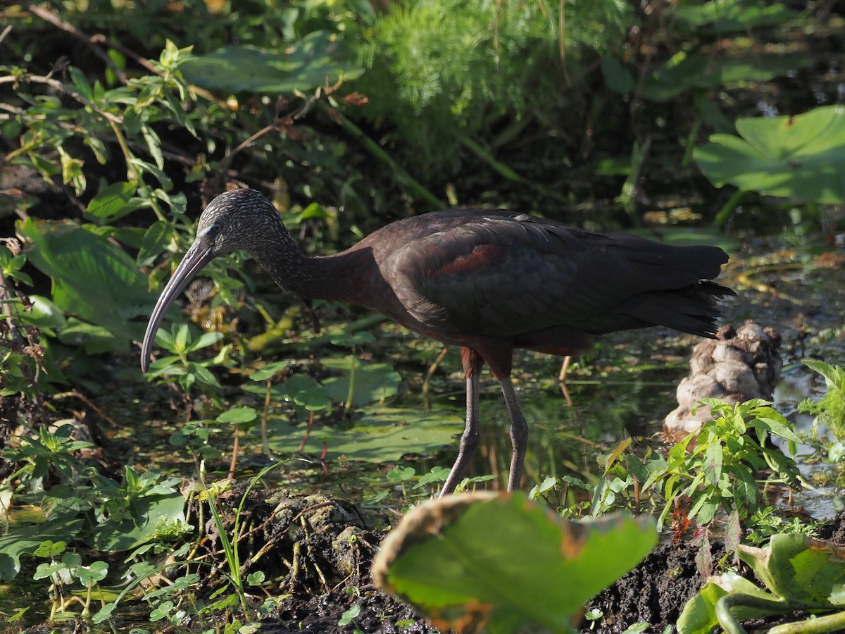 Glossy Ibis - ML530561771