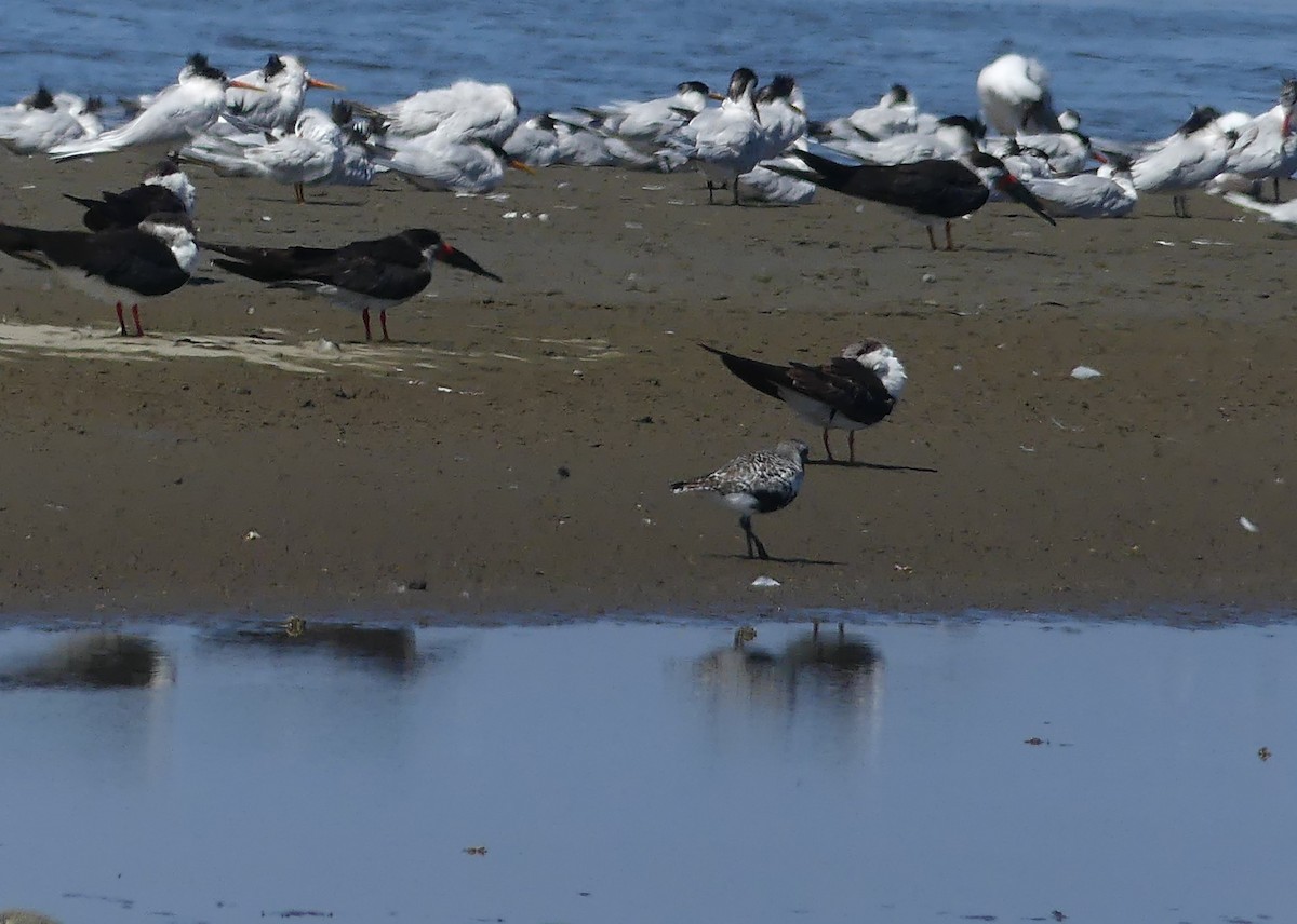 Black-bellied Plover - ML530561811