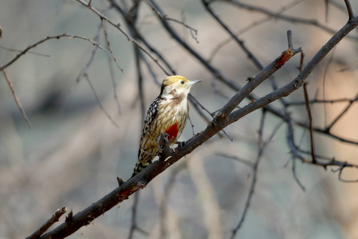 Yellow-crowned Woodpecker - ML53056201