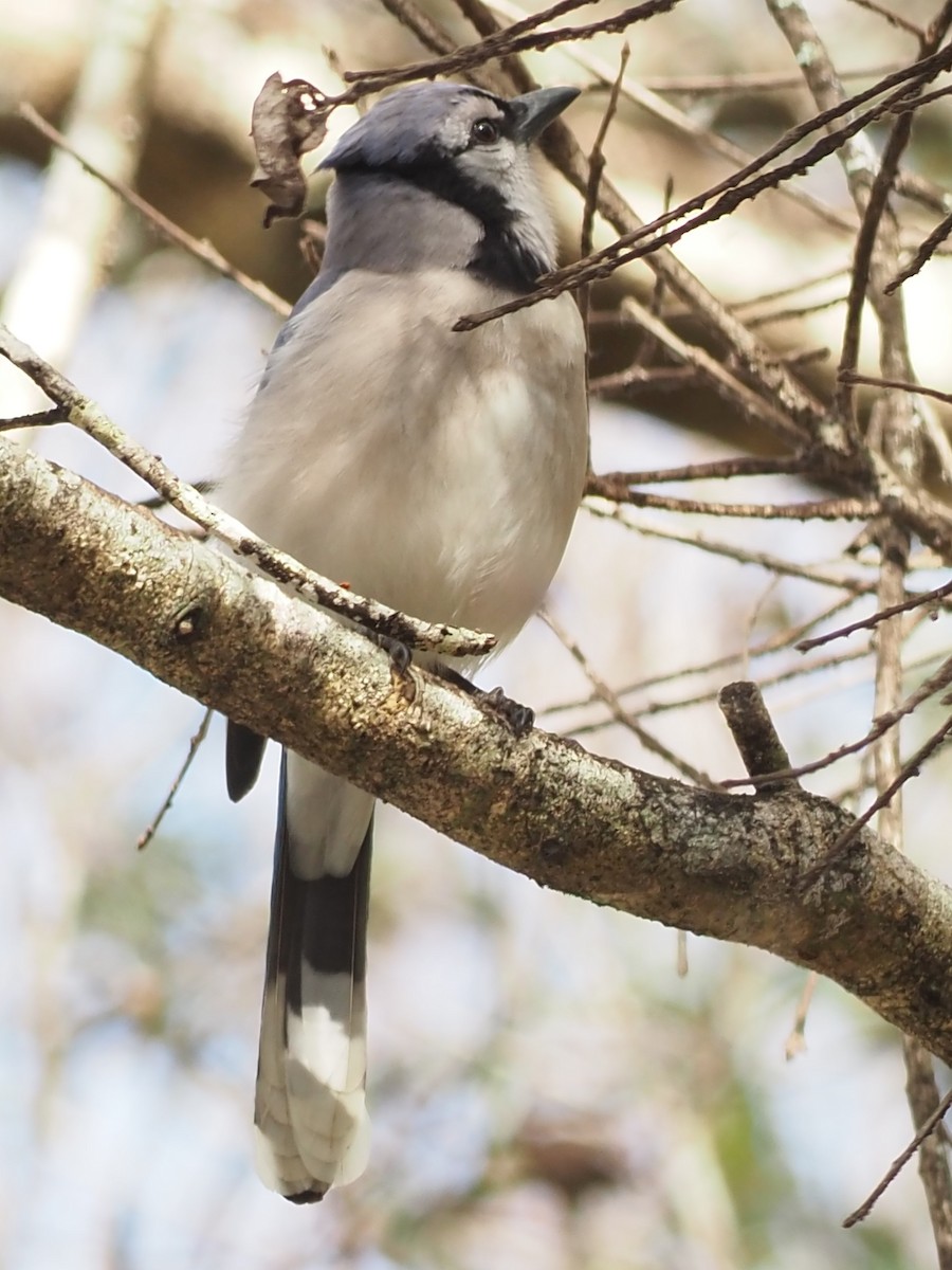 Blue Jay - ML530562341