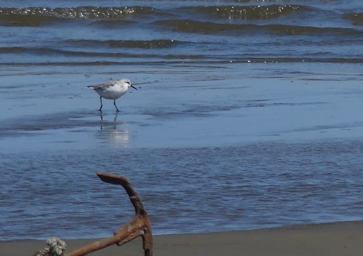 Bécasseau sanderling - ML530563341