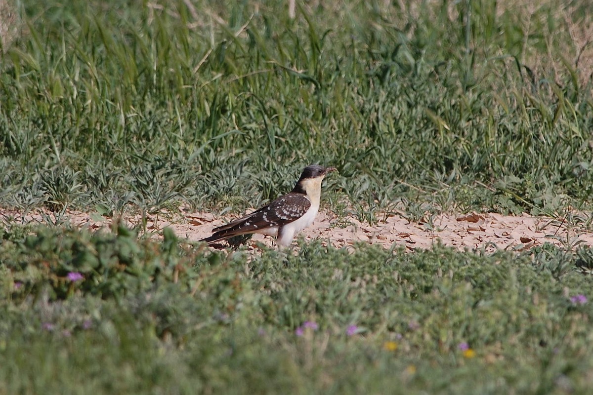 Great Spotted Cuckoo - Eitan Altman