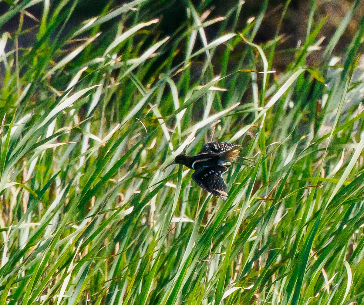 South American Painted-Snipe - ML530563531