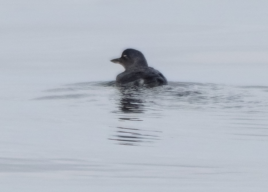 Cassin's Auklet - ML530563731