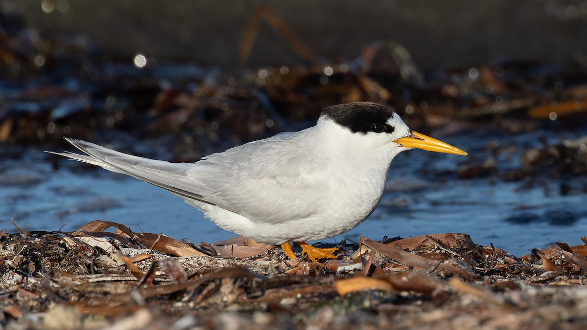 Australian Fairy Tern - ML530565461