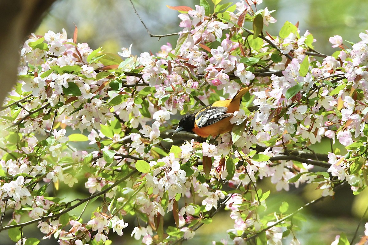 Baltimore Oriole - ML530566621