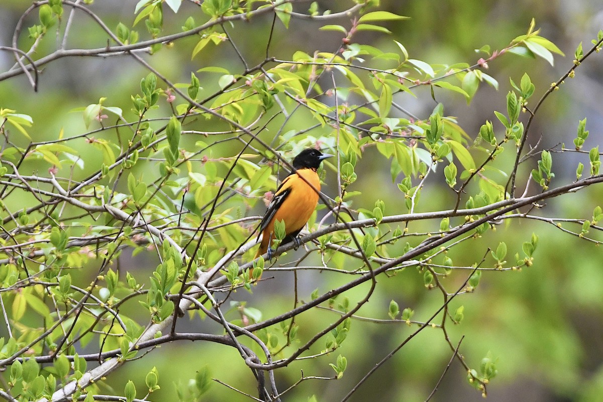 Baltimore Oriole - ML530566631