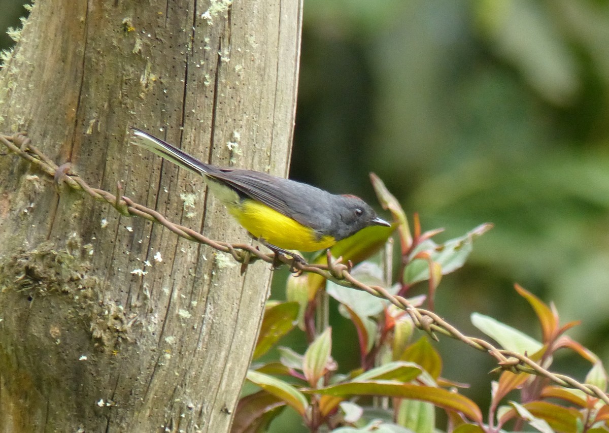 Slate-throated Redstart - ML530566801