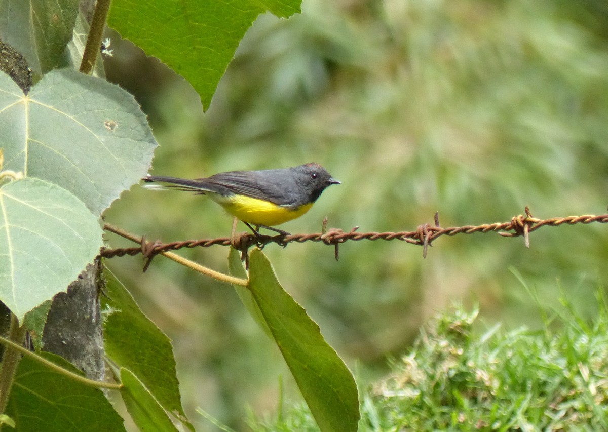 Slate-throated Redstart - ML530566811