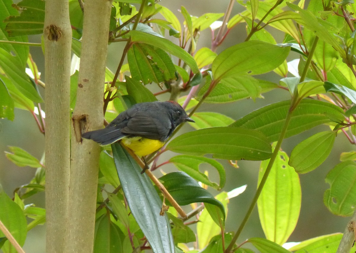 Slate-throated Redstart - ML530566821