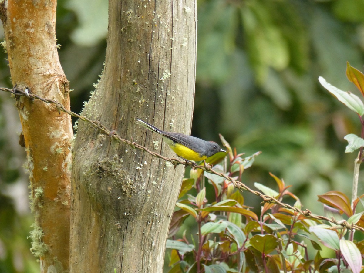 Slate-throated Redstart - ML530566831