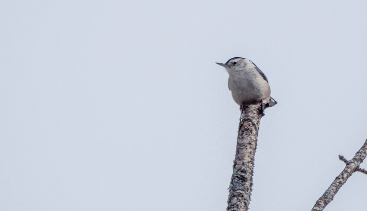 White-breasted Nuthatch - ML530567671