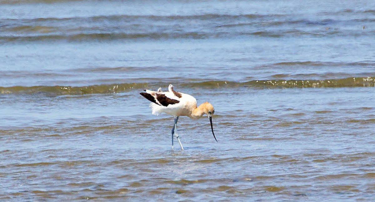 Avoceta Americana - ML530567771