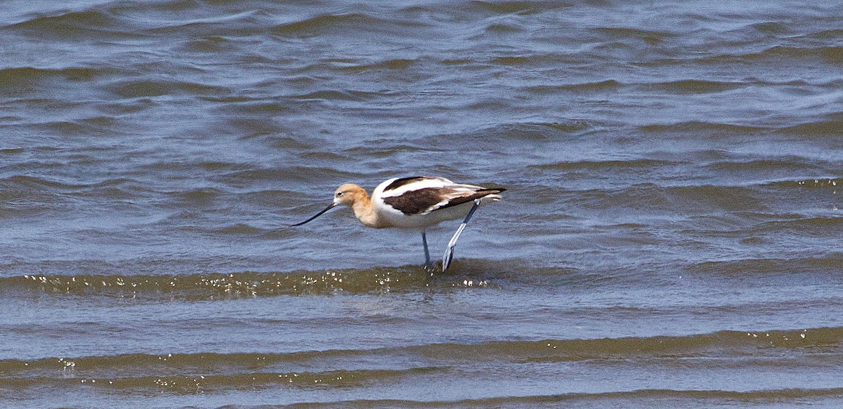 Avoceta Americana - ML530567851