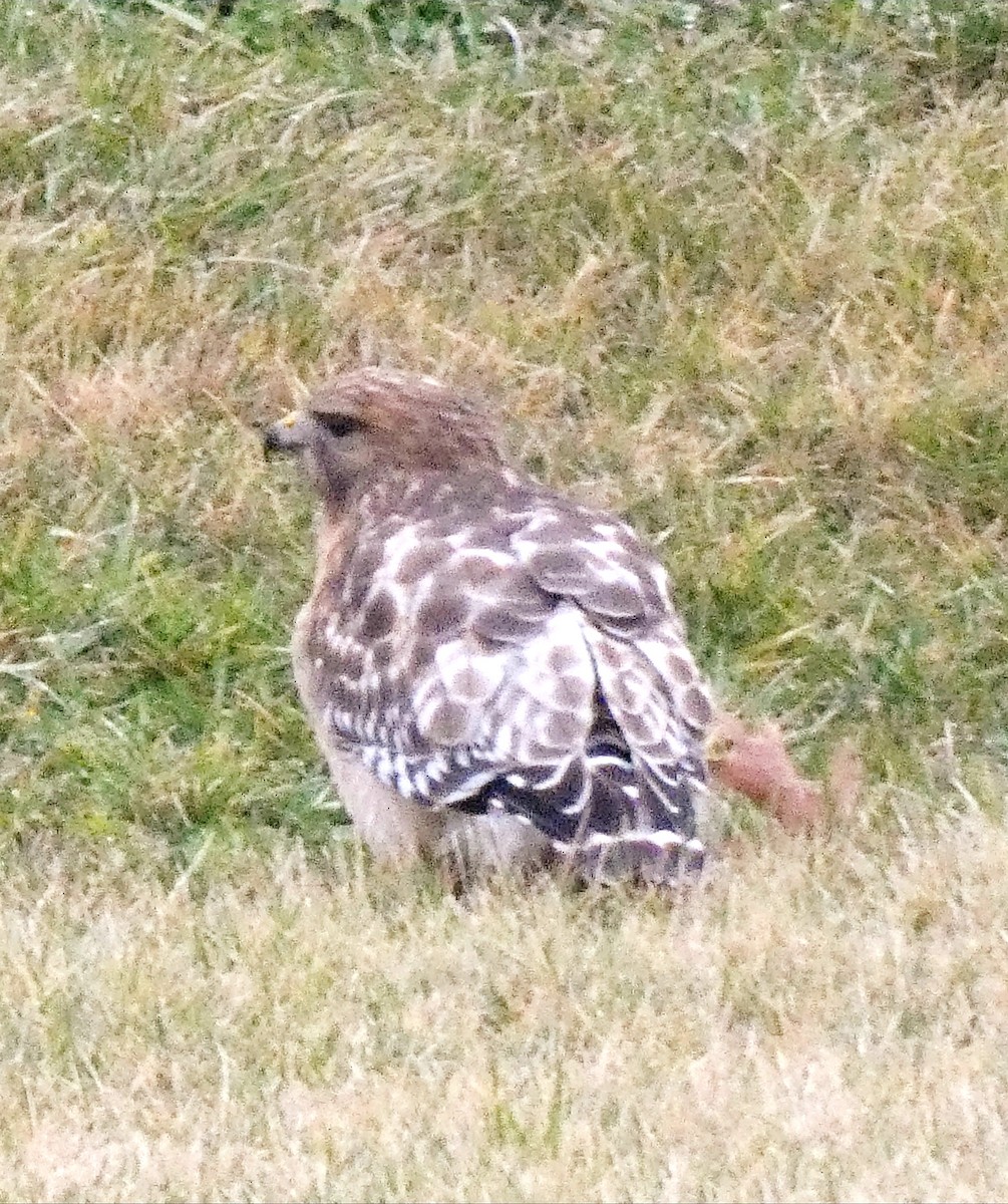 Red-shouldered Hawk - ML530568451